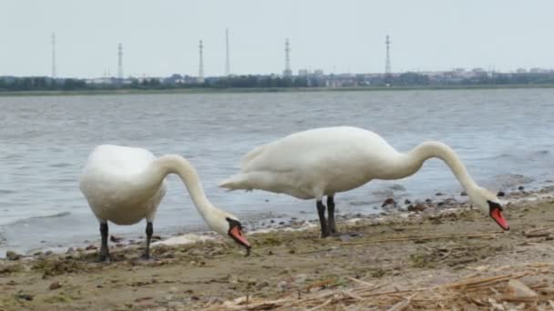 白鳥はカリーニング ラード湾の岸辺に立ち — ストック動画