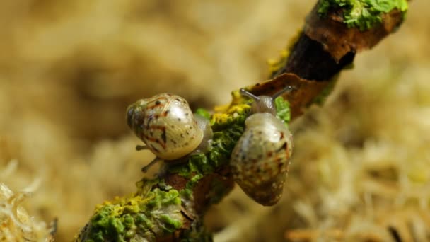 Escargots Enfants Sont Assis Sur Une Branche Dans Forêt — Video