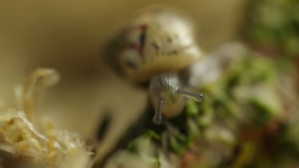 Escargot Gosse Manger Voir Nourriture Dans Tête Macro — Video