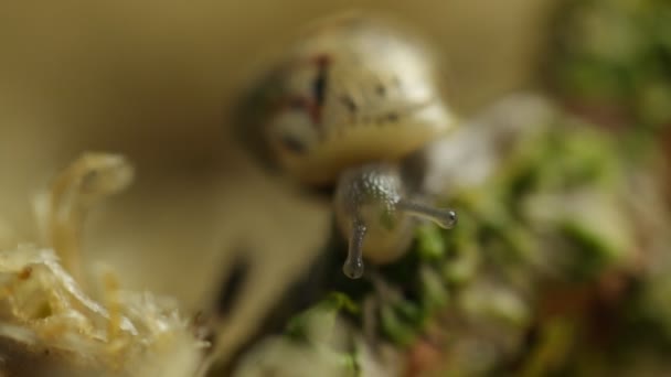 Caracol Niño Comiendo Viendo Comida Cabeza Macro — Vídeo de stock