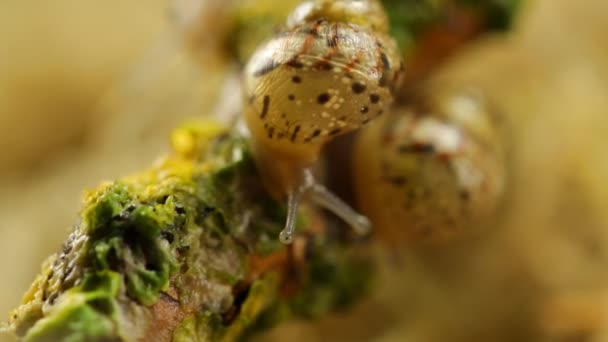 Escargot Rampe Long Branche Avec Lichen — Video