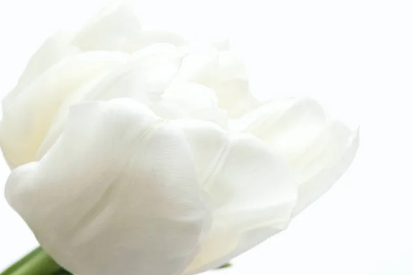 Witte Tulpen Geïsoleerd Een Witte Achtergrond Macro Stockafbeelding