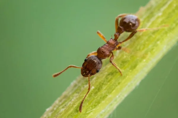 Formica Rossa Corre Lungo Gambo Della Pianta — Foto Stock