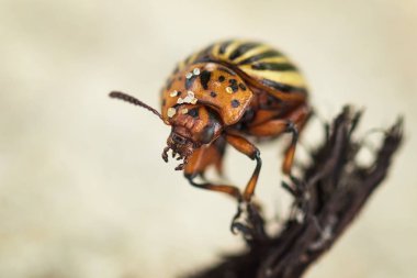 Güzel colorado böceği