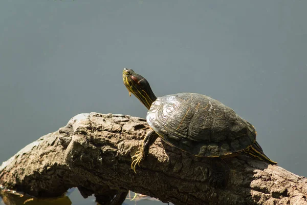 Red-eared tortoise on a log — Stock Photo, Image