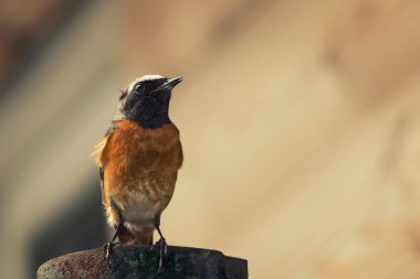 Redstart bir boru üzerinde oturdu