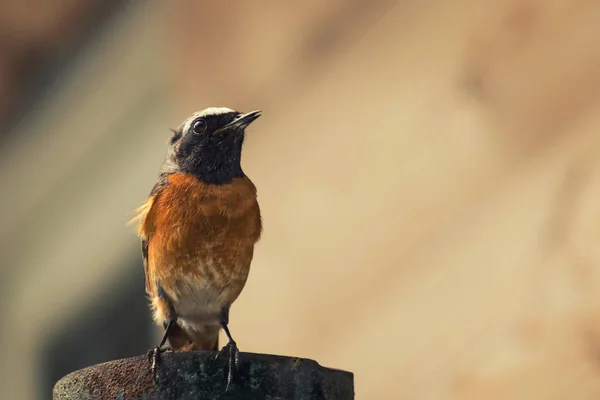 Redstart bir boru üzerinde oturdu — Stok fotoğraf