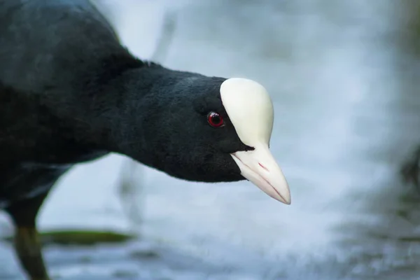 Coot close up — Stock Photo, Image