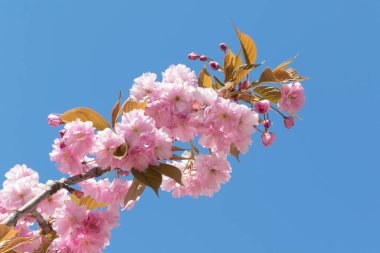 Süslü elma ağacı mavi gökyüzünde çiçek açar.
