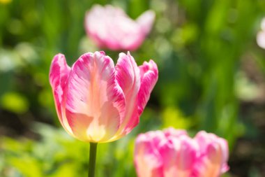 Pembe lale bir bahar gününde güneşte, makro