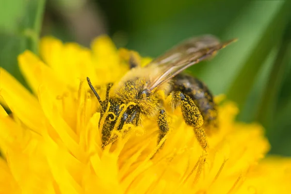 Biene Pollen Einer Gelben Blume Begraben Makro — Stockfoto