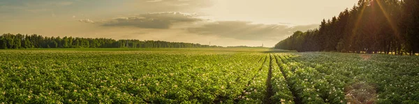 summer agricultural landscape. a large potato field is illuminated by the rays of the setting sun