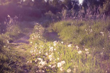 yabani otlar ve batan güneşin ışığında dandelions kırsal yol ile yoğun büyümüş. bir mil sıcak yaz gecesi. bulanıklık