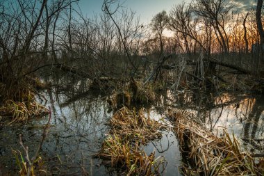 banliyö akşam alacakaranlık güneş battıktan sonra dramatik ışık üzerinde çıplak ağaçlar ve çalılar ile doğal fenland