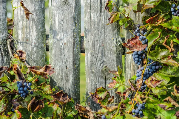 Trauben Reifer Trauben Mit Üppigem Laub Gegen Den Alten Hölzernen — Stockfoto