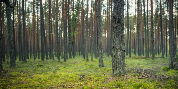 Hermoso Paisaje Forestal Una Pintoresca Vista Panorámica Fabuloso Bosque Pinos — Foto de Stock