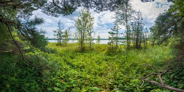 Prachtig Panoramisch Uitzicht Kust Van Dicht Begroeide Gras Van Het — Stockfoto