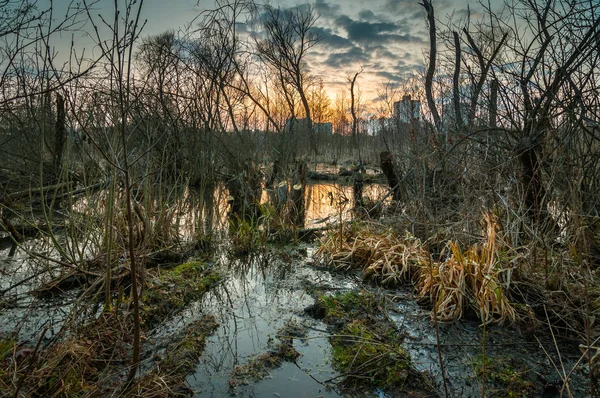 Schilderachtige Fenland Met Struiken Kale Bomen Rand Van Stad Dramatische — Stockfoto