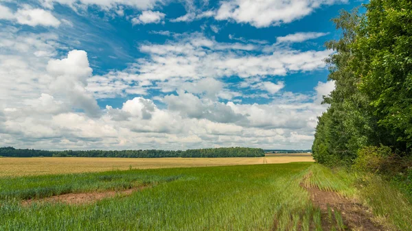 风景如画的夏季农业景观 美丽的视野与一条森林在背景 — 图库照片