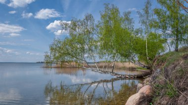 güzel ilkbahar-yaz manzara. Yatay mavi gökyüzü altında büyük bir göl kıyısında su üstünde huş ağacı