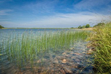 güzel yaz manzara. büyümüş çim gölün kıyısında. sığ su kayalar alt ve çim ile