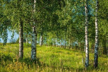 güzel yaz peyzaj orta Lane. mavi gökyüzü karşı yeşil bir tepenin yamacında kabarık beyaz huş ağacı