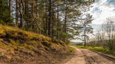 Güzel yaz manzara. Banliyö toprak yol boyunca ormanda Akşam ışığı