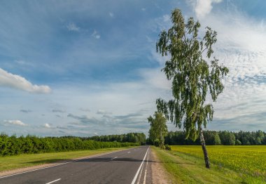Huş ağacı ve çayır boyunca yaz köy yolunda mavi bir bulutlu gökyüzü altında