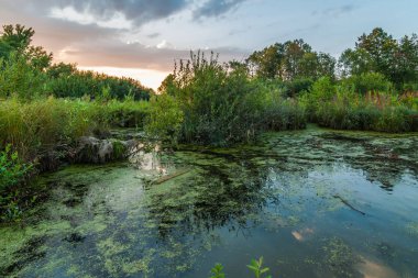 pitoresk akşam yaz manzara. Güzel görünümüne büyümüş bataklık gölün kıyıdan