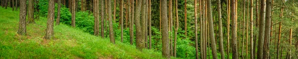Лесной Пейзаж Панорамный Вид Густой Хвойный Лес Сосновые Стволы Склоне — стоковое фото