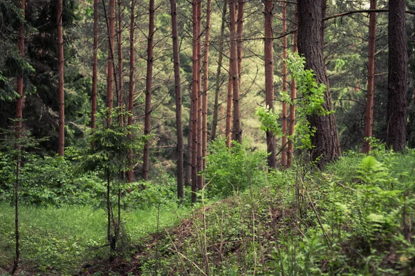 Bosque Pino Montañoso Denso Hadas — Foto de Stock