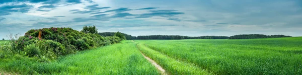 美丽的夏日田园风光 一个风景如画的全景 绿色农业领域与灌木沿泥路在多云的天空下 — 图库照片