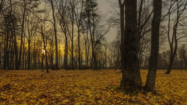 Prachtige Lente Gazon Het Stadspark Dichtbevolkte Bedekt Met Vorig Jaar — Stockfoto