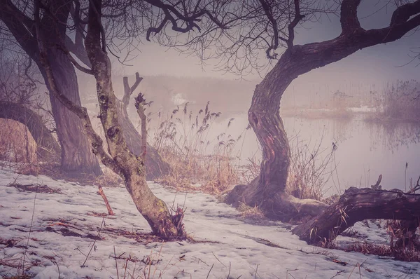 Mystiska Vintern Våren Dimmiga Landskap Nakna Trädstammar Kusten Floden Mot — Stockfoto