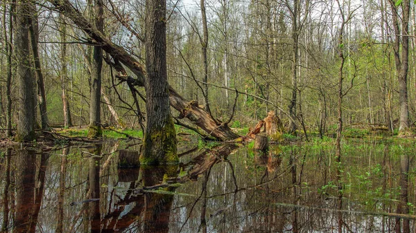 Een Lente Forest Swamp Met Kale Gevallen Bomen Dikke Kreupelhout — Stockfoto