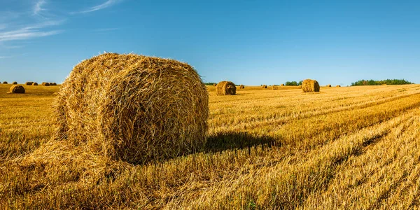 Paisagem Agrícola Verão Fardos Redondos Palha Dourada Deixados Primeiro Plano — Fotografia de Stock