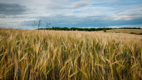 黑麦的耳朵特写在一个农业领域在多云的天空下 — 图库照片
