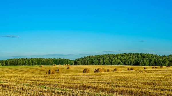 美丽的夏季农业景观 在晴朗的蓝天下 用成捆的干秸秆收获后的谷物田 — 图库照片
