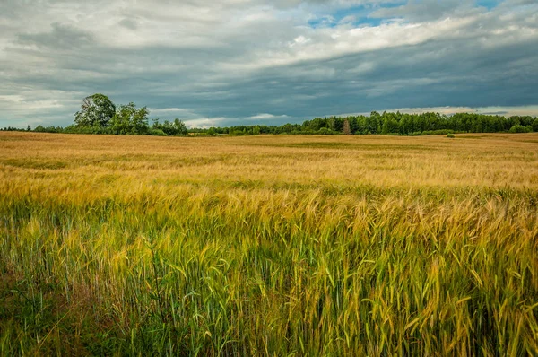 Sommer Agrarlandschaft Ein Malerisches Roggenfeld Juli Unter Einem Schönen Bewölkten — Stockfoto