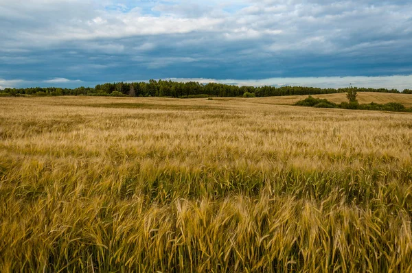 Schönes Landwirtschaftliches Feld Unter Einem Bewölkten Himmel Goldene Roggen Ähren — Stockfoto