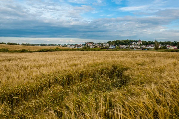夏季农村农业景观 美丽的黑麦领域在前景在村前 — 图库照片