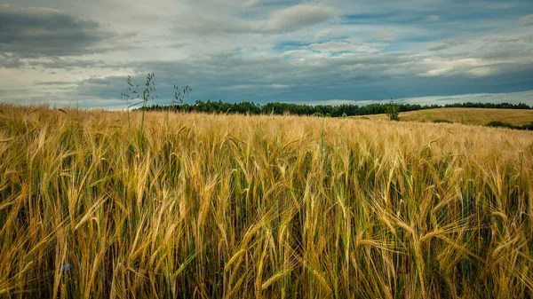 美丽的农田在多云的天空下 黑麦的金黄耳朵在前景 — 图库照片