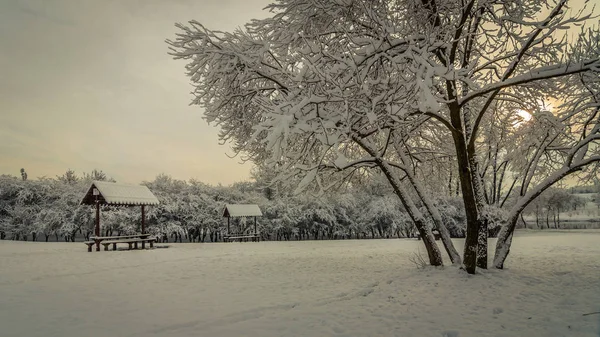 Schöner Winterlicher Stadtpark Eine Lichtung Mit Einem Üppigen Baum Und — Stockfoto