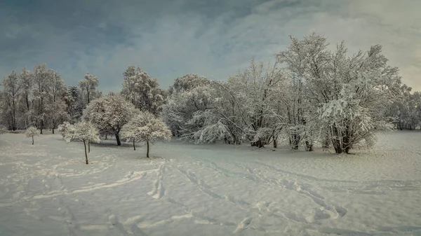 Wunderschöne Winterlandschaft Ein Malerischer Stadtpark Der Bei Trübem Wetter Mit — Stockfoto