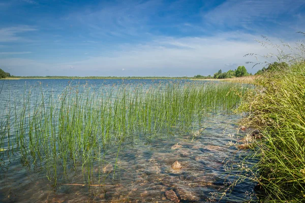 güzel yaz manzara. büyümüş çim gölün kıyısında. sığ su kayalar alt ve çim ile