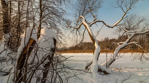 Piękny Zimowy Śnieżny Krajobraz Zobacz Przez Drzewa Brzegu Rzeki Pokrytych — Zdjęcie stockowe