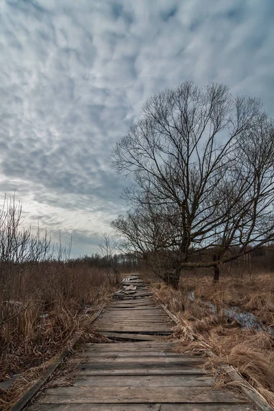 Old Broken Wooden Walkway Marshy Terrain Tree Dramatic Sky Early — Stock Photo, Image