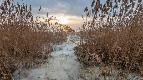 Riet Van Kust Een Bevroren Meer Temidden Van Een Mooie — Stockfoto