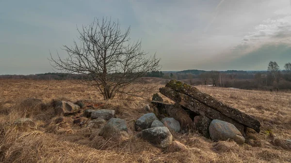 Hermoso Paisaje Primaveral Pequeño Árbol Joven Sin Follaje Principios Marzo —  Fotos de Stock