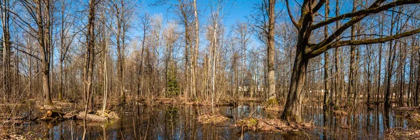 Paisaje Primavera Vista Panorámica Pantano Arbolado Bosque Inundado Bajo Cielo —  Fotos de Stock